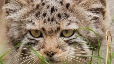WILD LIFE