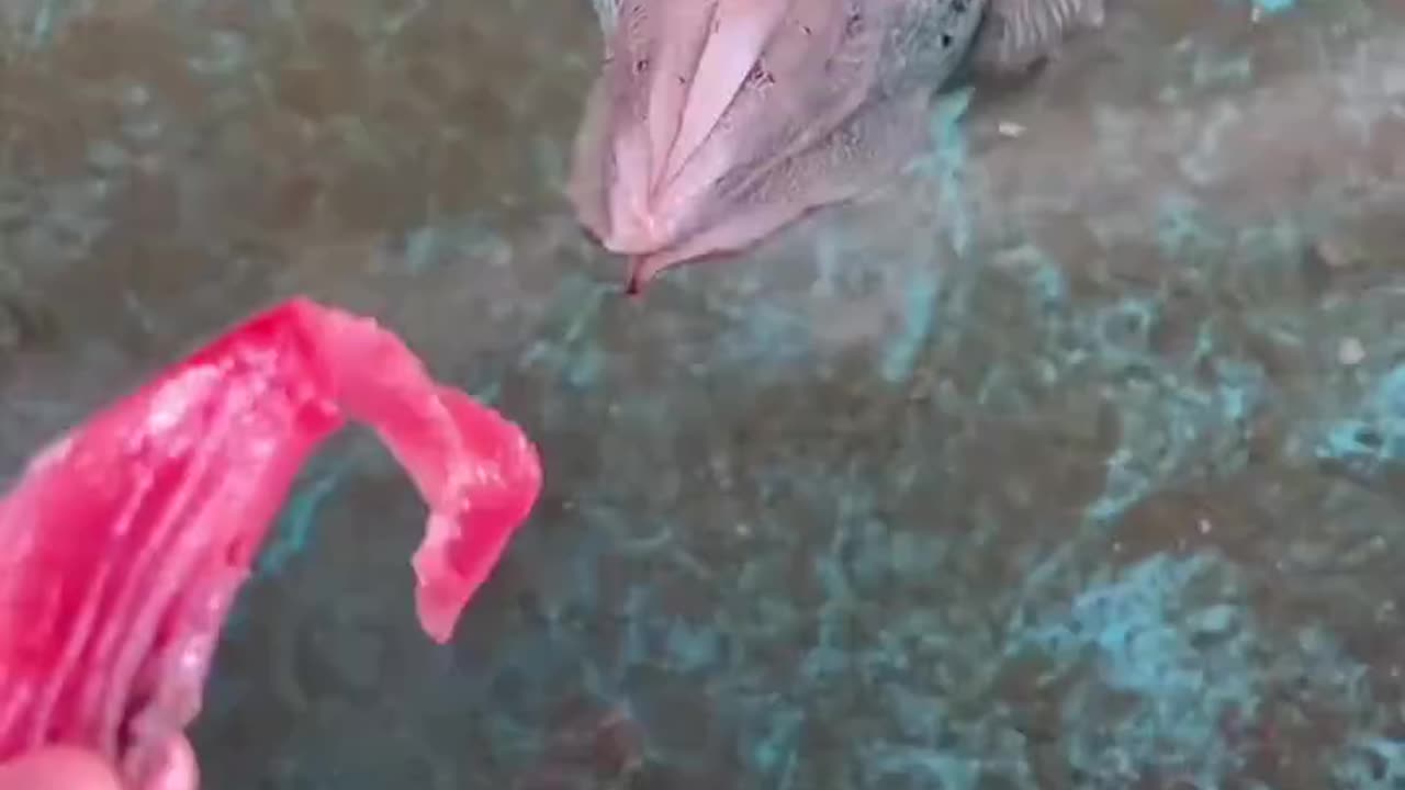 Alien Like