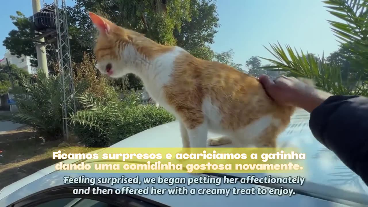 ✨ First-time mom's maternal instinct: kitten seeks a safe place for her kittens! 🐾❤️