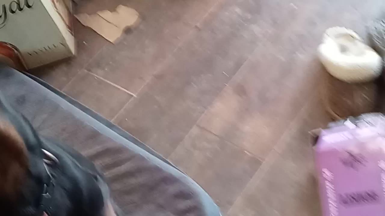 Bptzsf