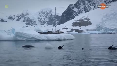 ANTARKTYDA NA BEZDECHU dokument pl