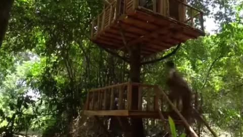 This woman is very talented at building tree house