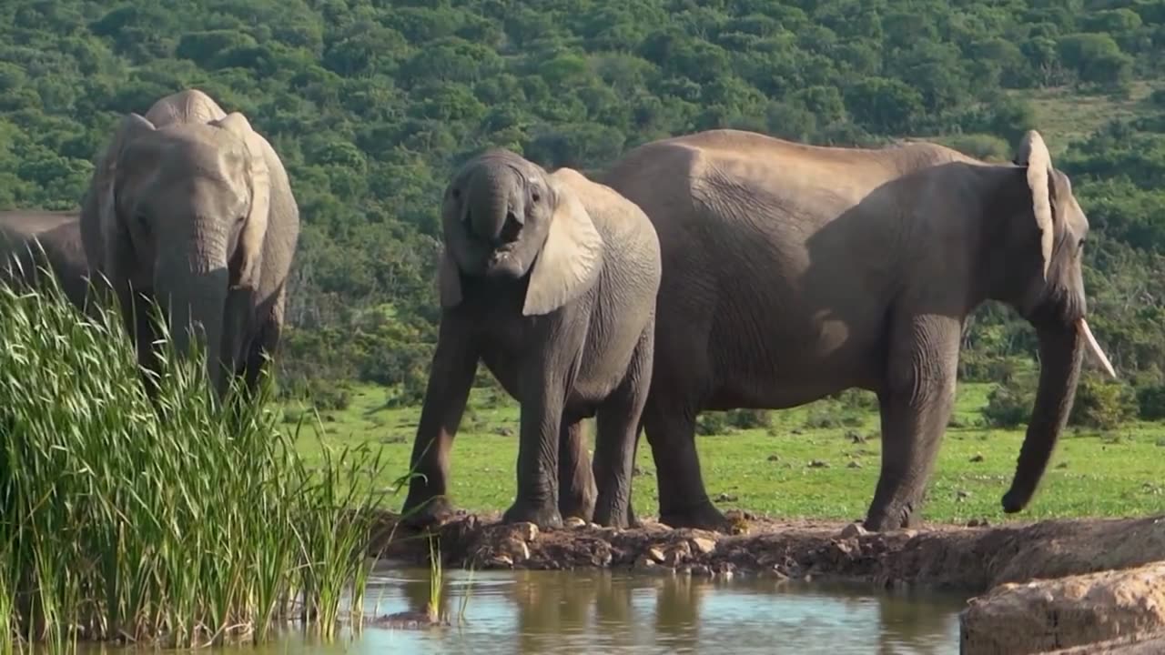 "Majestic Elephants: The Gentle Giants of Nature 🐘 | Amazing Facts & Wildlife Conservation #elephant