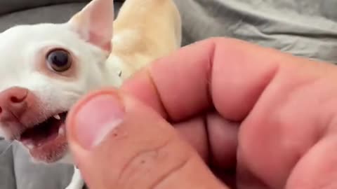Dog's attack My Hand 😫So funny videos 🤣