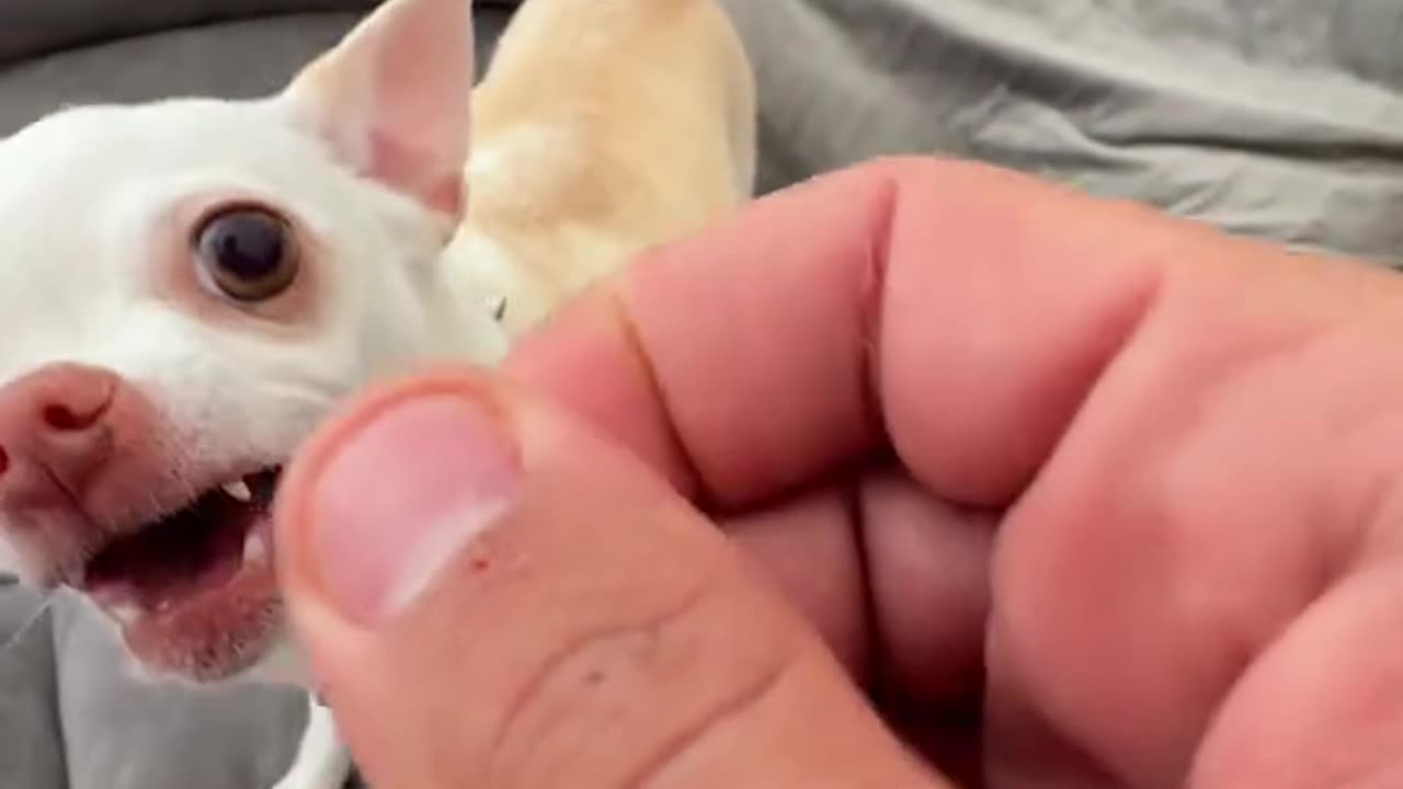 Dog's attack My Hand 😫So funny videos 🤣
