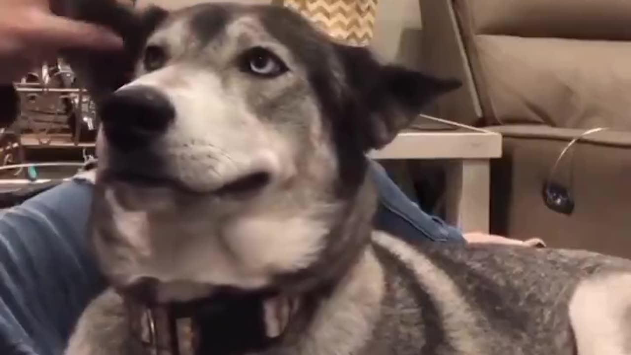 Keep The Pets Coming