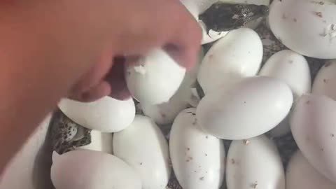 The baby crocodile hatched successfully.