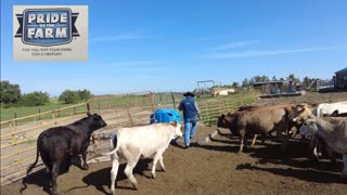 Trent Loos in the Morning - 11/17/2025