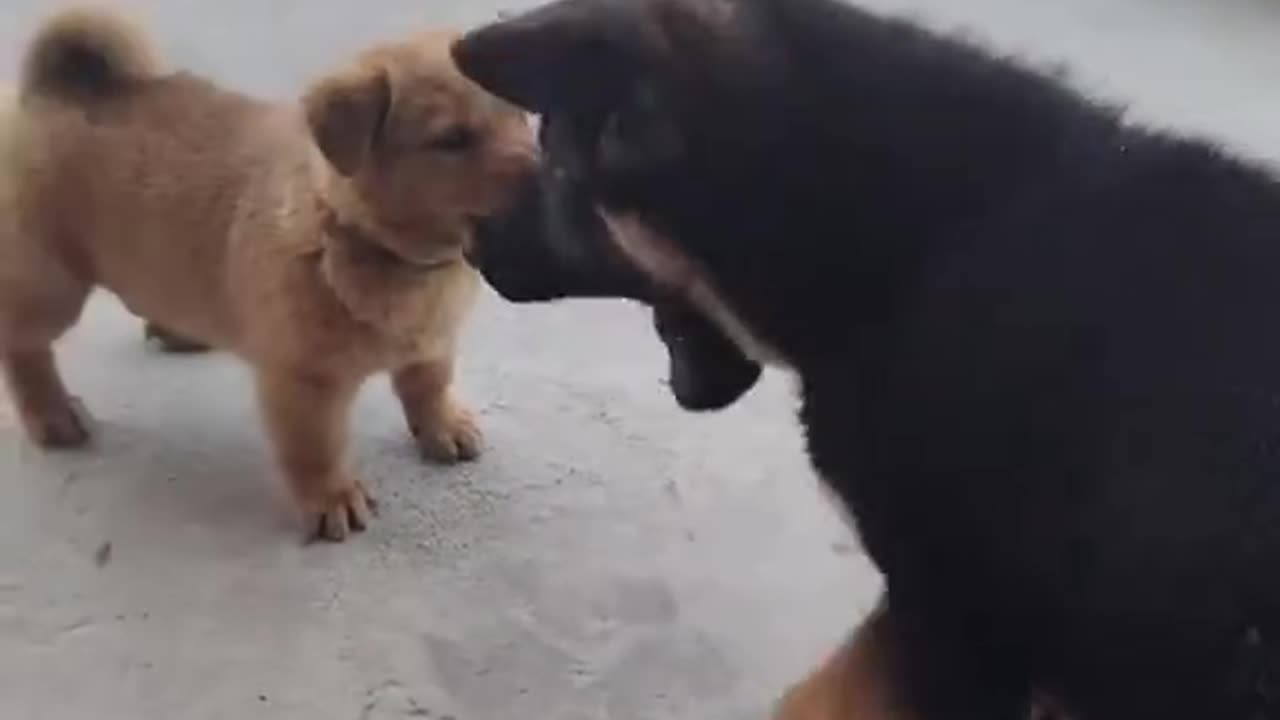 Small Dog vs Big Dog – Who’s the Real Boss?