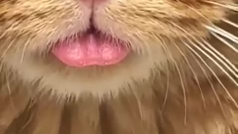He just too lazy to get the tongue back in 😅