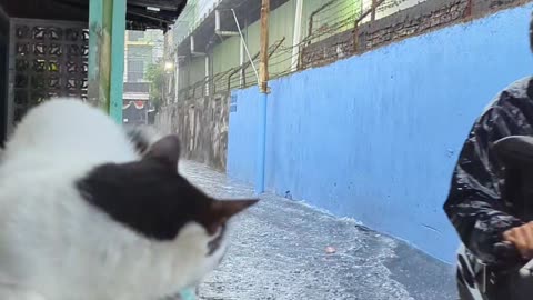 Masked Cat Watches Flooded Street