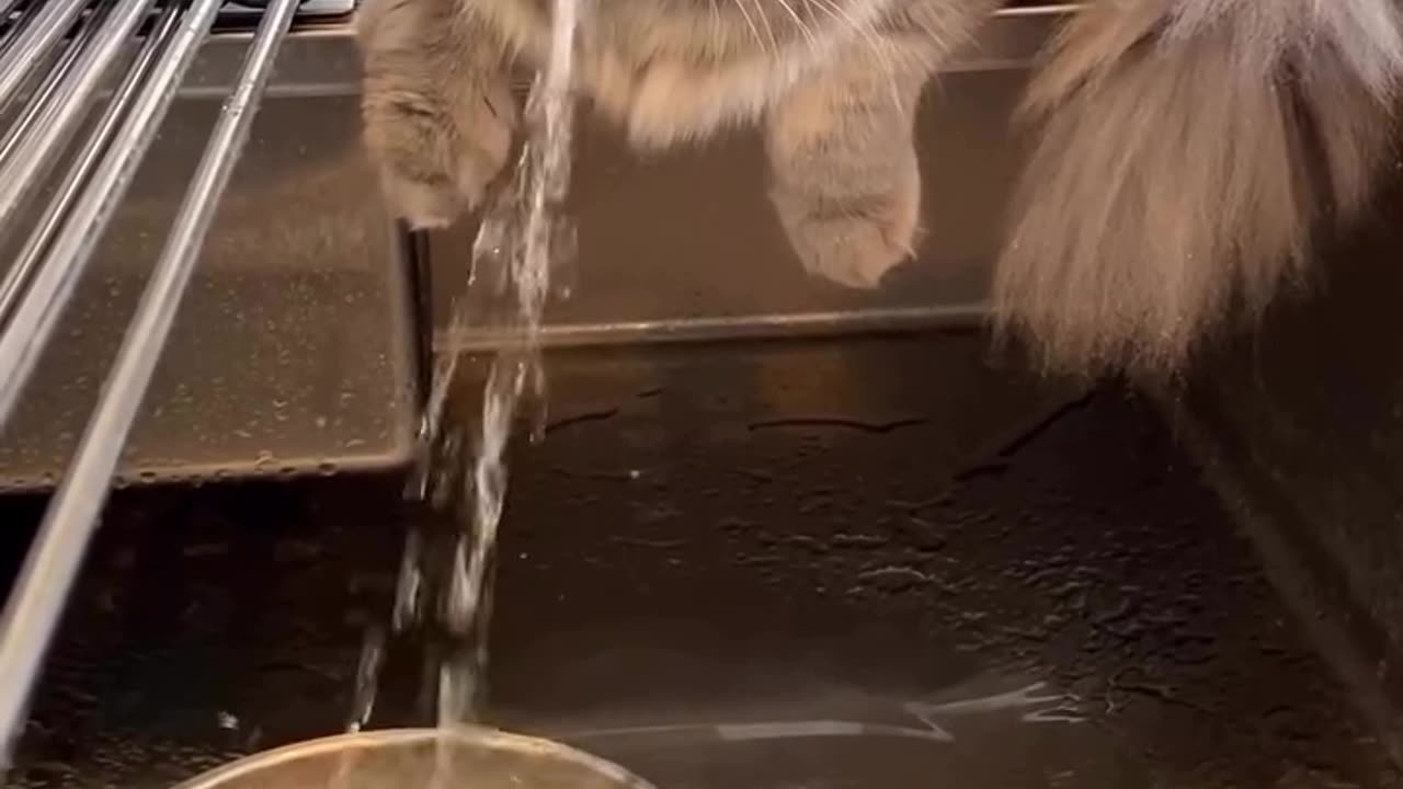 It is a cat that is really not afraid of water and is very playful.