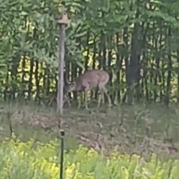 Doe with newborn fawn