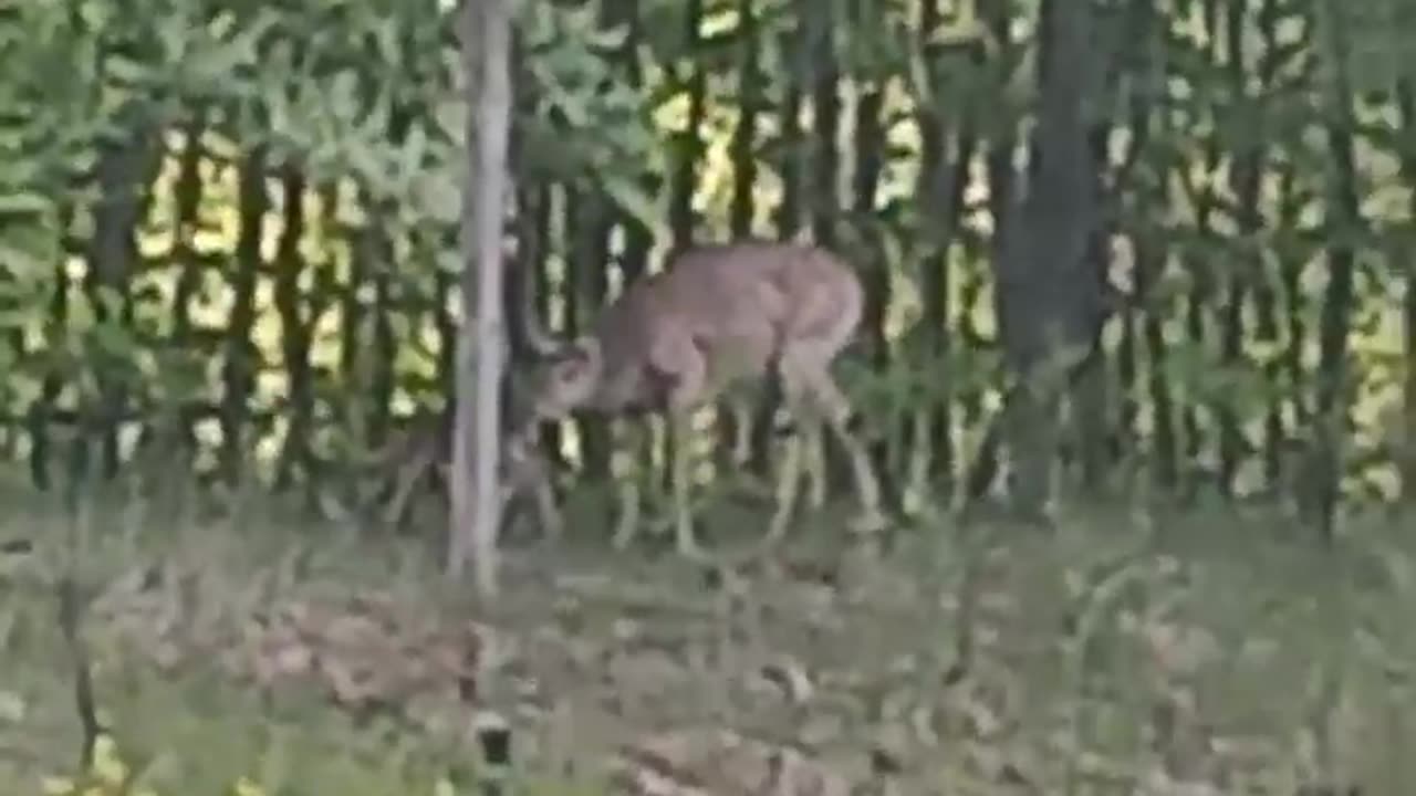 Doe with newborn fawn