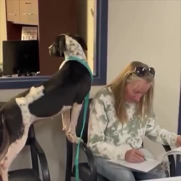 Luna waiting on her new mom to fill out her adoption papers.. 😊