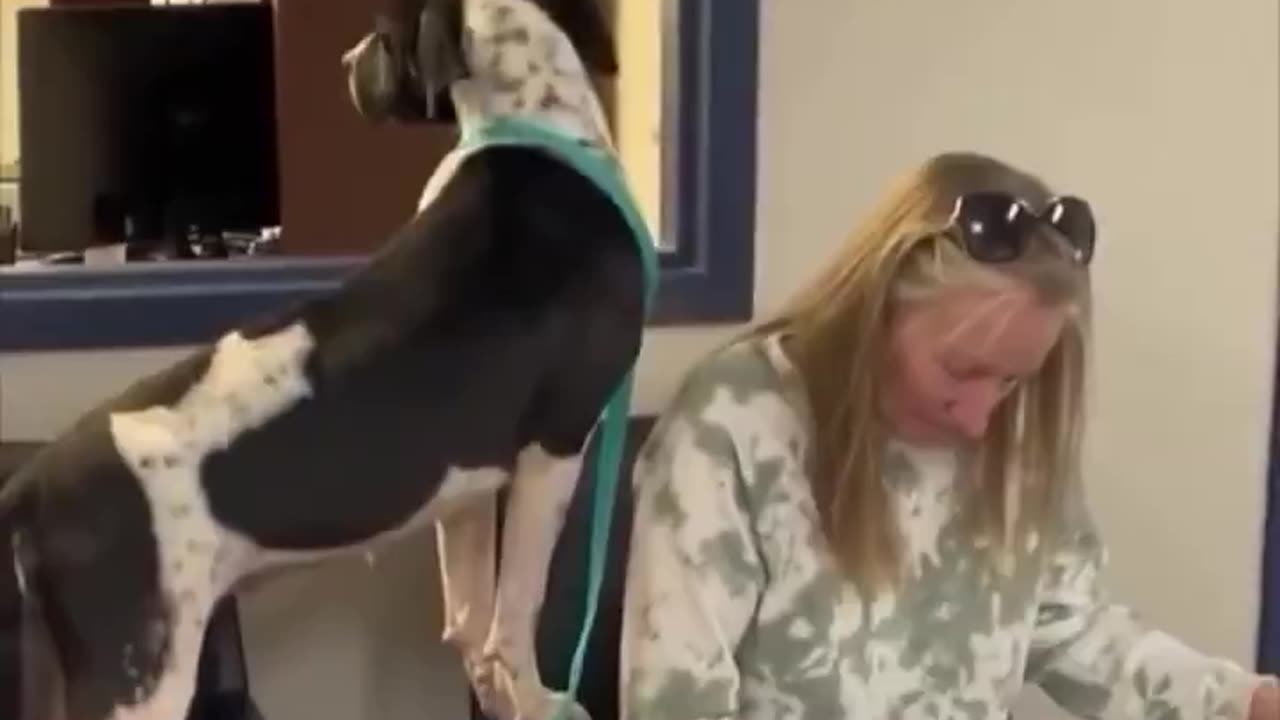Luna waiting on her new mom to fill out her adoption papers.. 😊