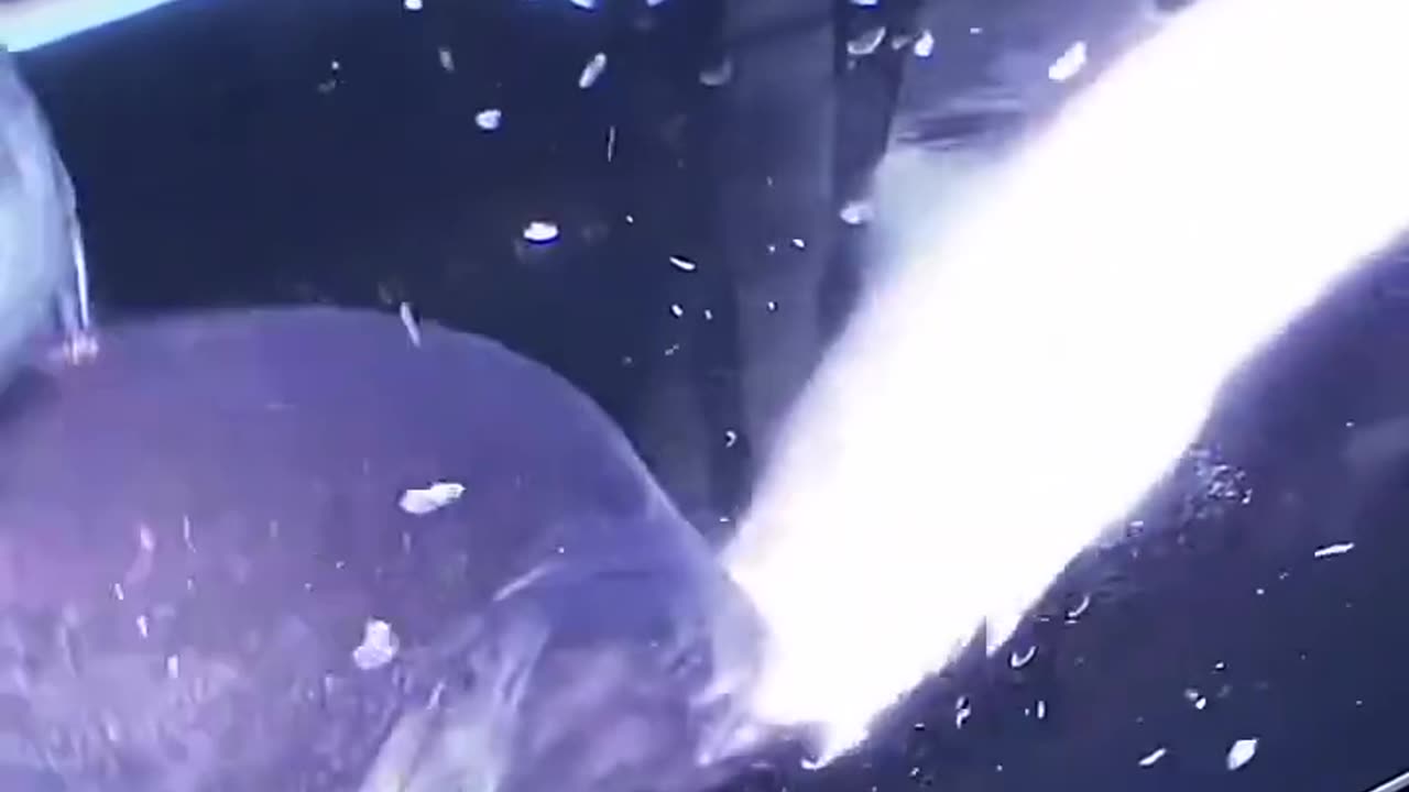 Unique world of fish 🐠🐟