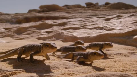 Lizard Groove Crew: Desert Shuffle Madness!