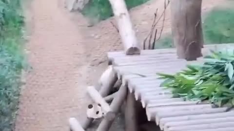 😂🐼 Panda Cub Tantrum is Adorable! | FunFM