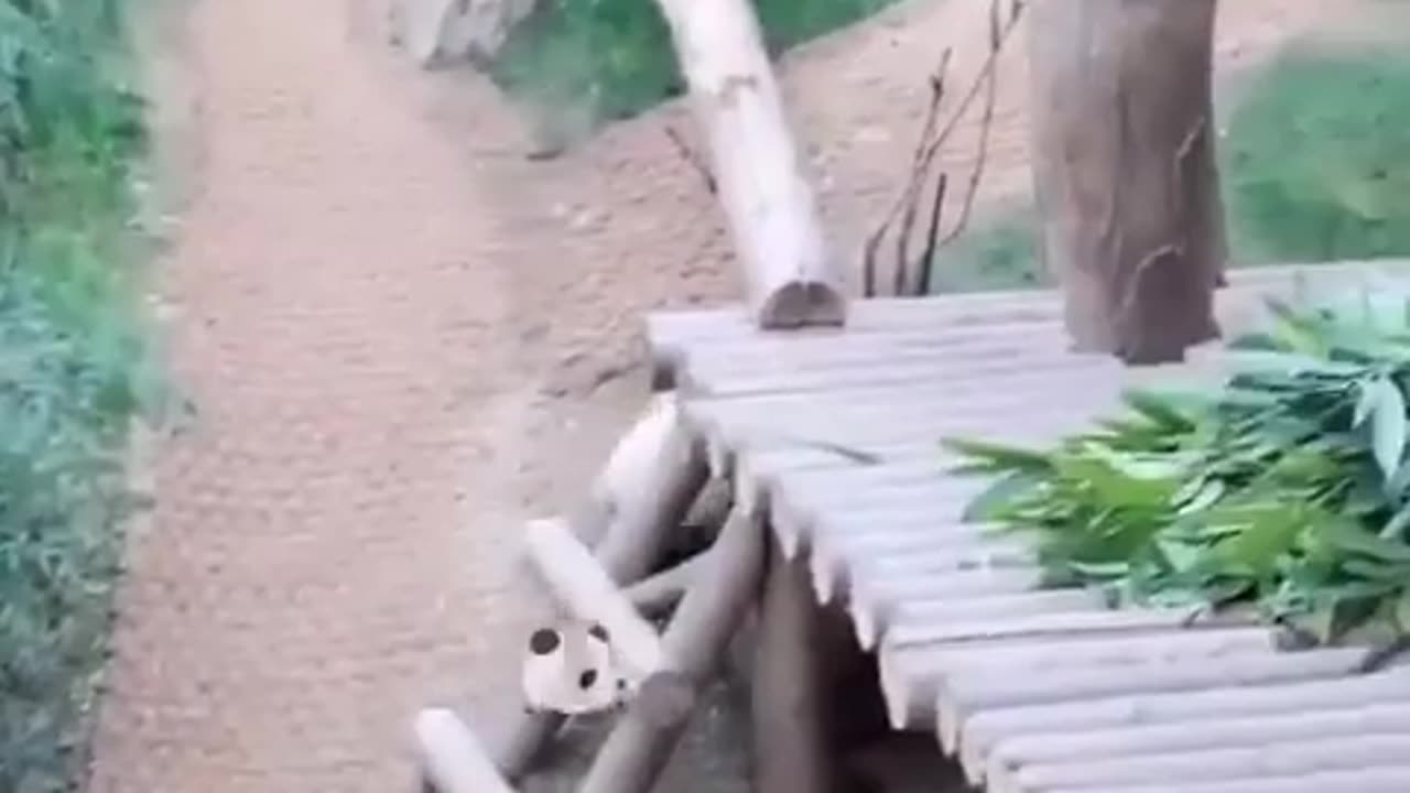 😂🐼 Panda Cub Tantrum is Adorable! | FunFM