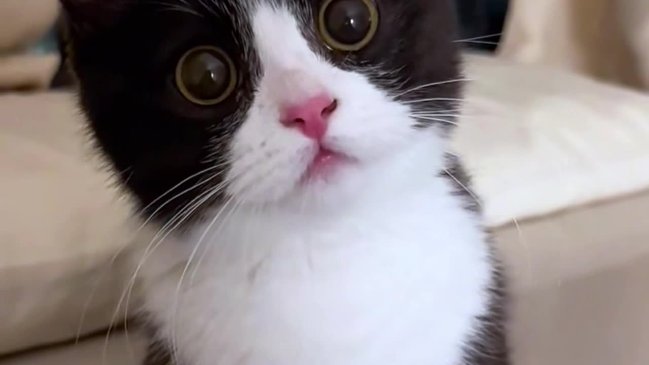 Playful Munchkin Cat His Reflection 😼💕