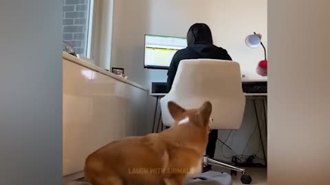 Funny Animal Videos 2025 - Funny Dogs and Cats - Funny Animal Videos