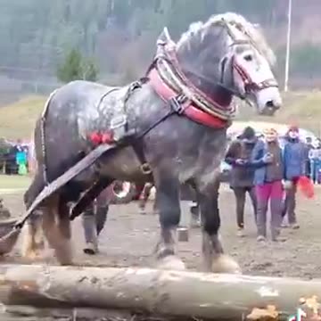Holy moly this horse looks fake! Ginormous. Ardennes Draft Horse