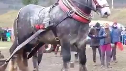 Holy moly this horse looks fake! Ginormous. Ardennes Draft Horse