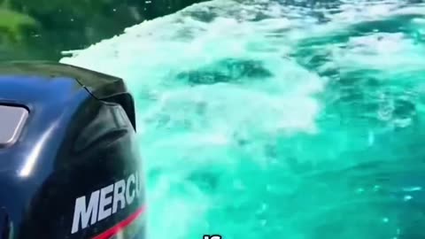 The Special Dye That Transforms Fish