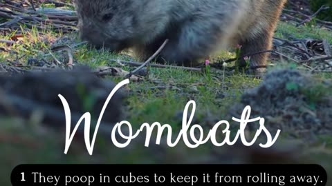 Five 5 Fun Facts about Wombats #wildlifefacts #animallovers #cuteanimals #australiananimals