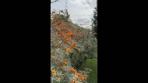 Rakytník jako zdroj vitamínu C