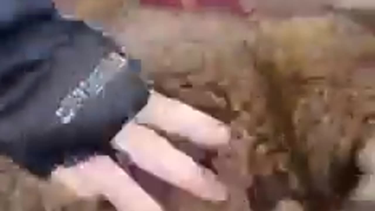 God bless you, boatman friend who saved the raccoon