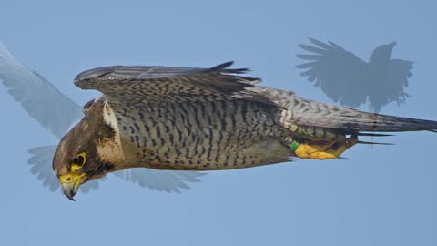 How fast is a Peregrine falcon?