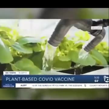 Plant-based COVID vaccine