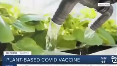 Plant-based COVID vaccine