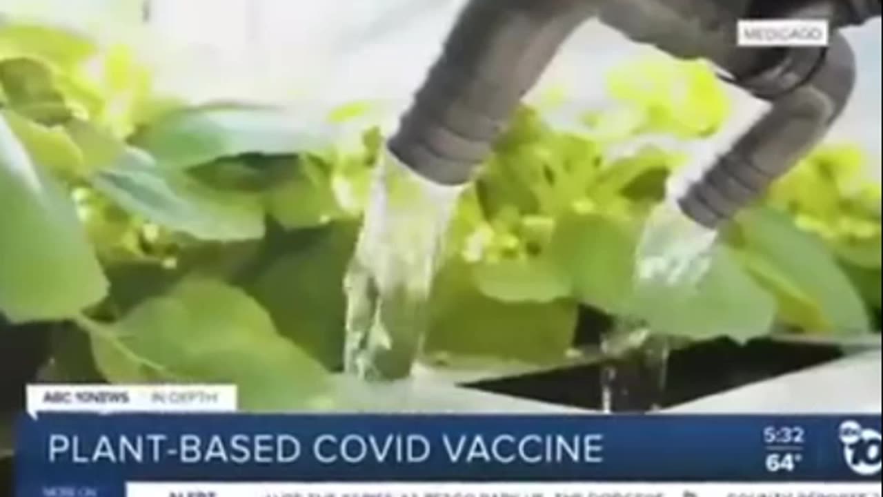 Plant-based COVID vaccine