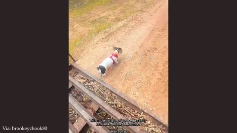 CRAZY ANIMALS