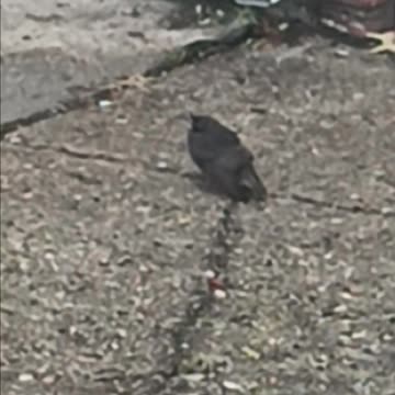 Sparrows and a starling