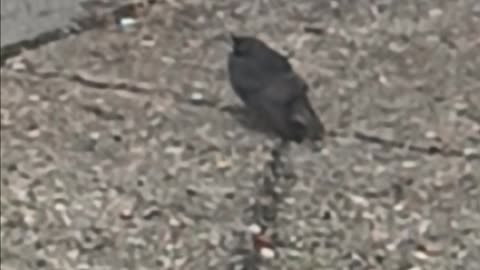 Sparrows and a starling