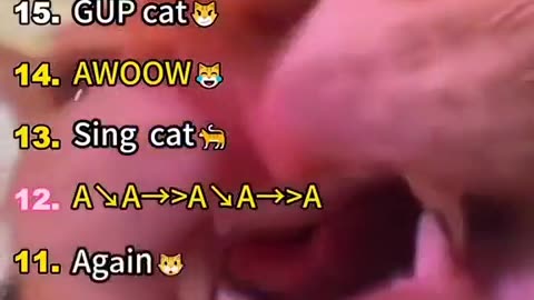 😸🐈 Talking Cats Are The Best! | FunFM
