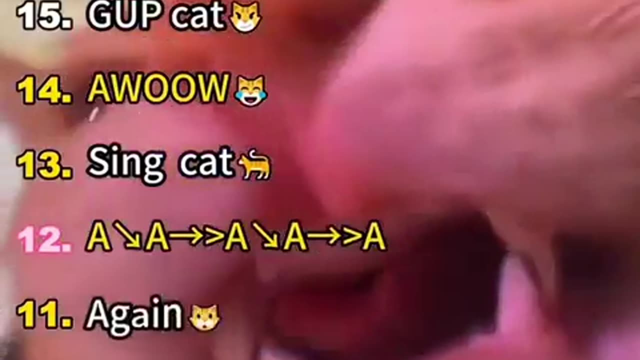 😸🐈 Talking Cats Are The Best! | FunFM