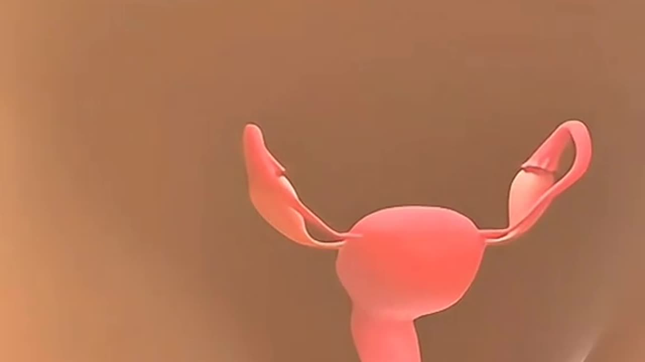 Fallopian Tube Test Explained — How Doctors Check Tubes for Blockaged