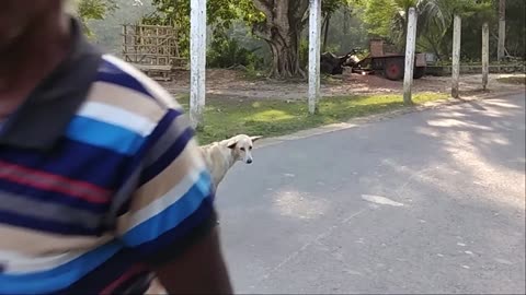 60 Hero Animals That Saved Human Lives