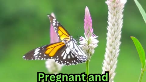 Better Sleep Tips#PreggoSleep 🤰 #MomLife 💤 #SleepHacks 🌙 #BabyBump 🛏️ #DreamOn 😴