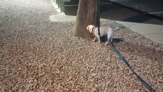 Kiko Chiquis on evening doggie walk VID_20250825_204401625