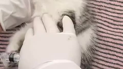I Found This Dying Kitten on the Street - Gave Him a Second Chance at Life | Amazing Transformation!