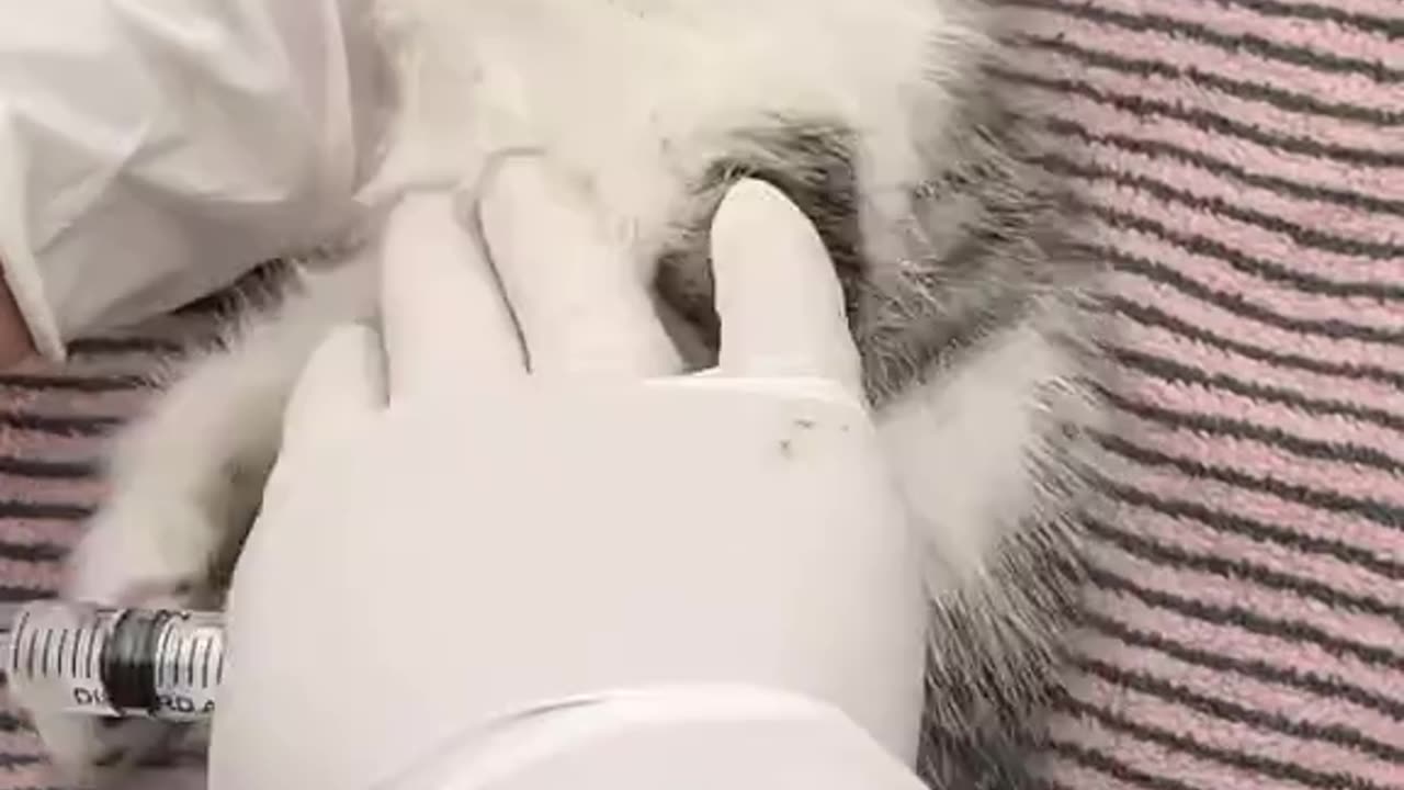 I Found This Dying Kitten on the Street - Gave Him a Second Chance at Life | Amazing Transformation!