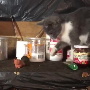 Tom and Jerry at War🐱🐭