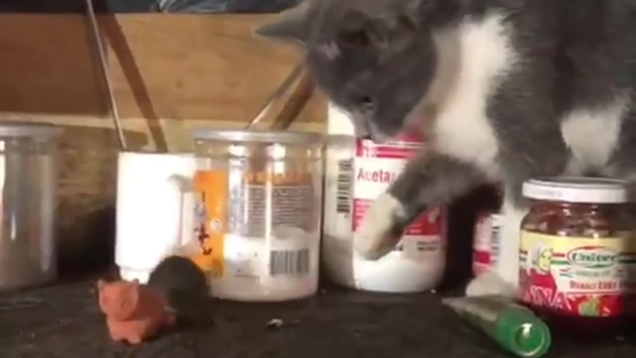 Tom and Jerry at War🐱🐭