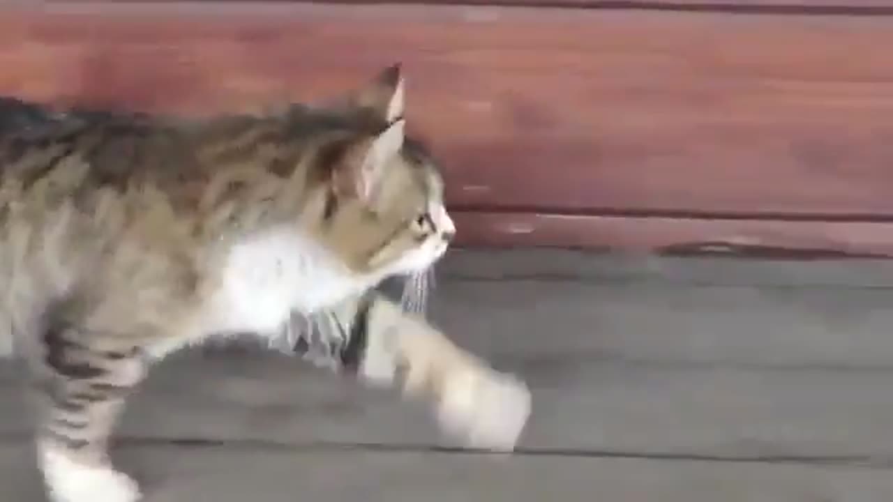 Romka grew up on a farm with horses and now she thinks she's a horse